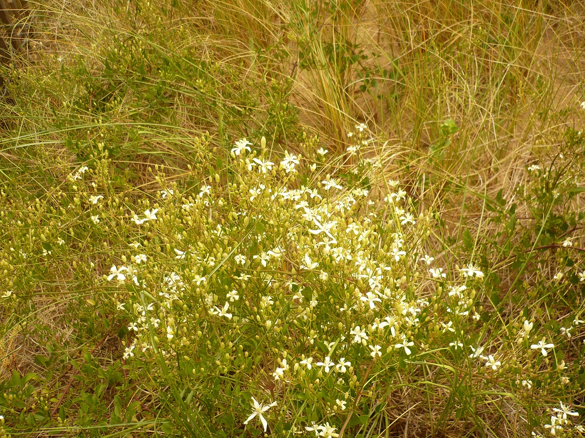 Clematis flammula (Ranunculaceae)